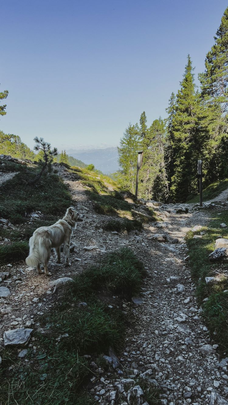camino de montaña con perro pequeño pelo medio largo rubio mirando a la derecha Refugio de Odle